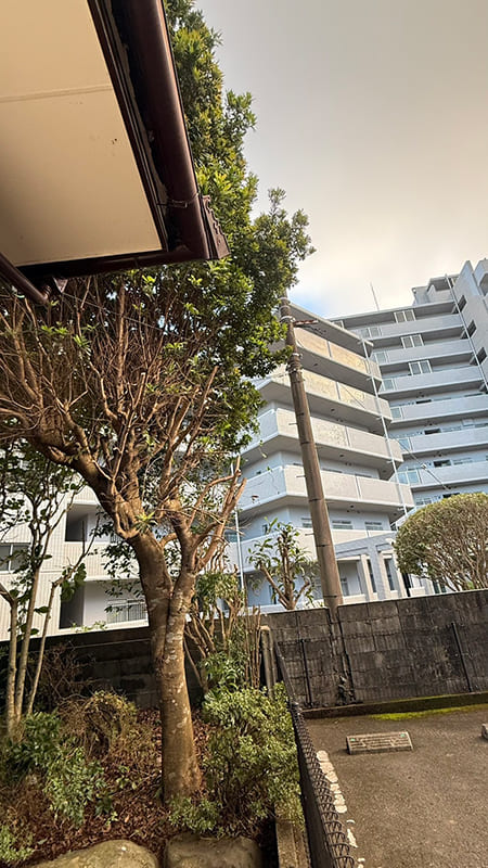 伐採作業後